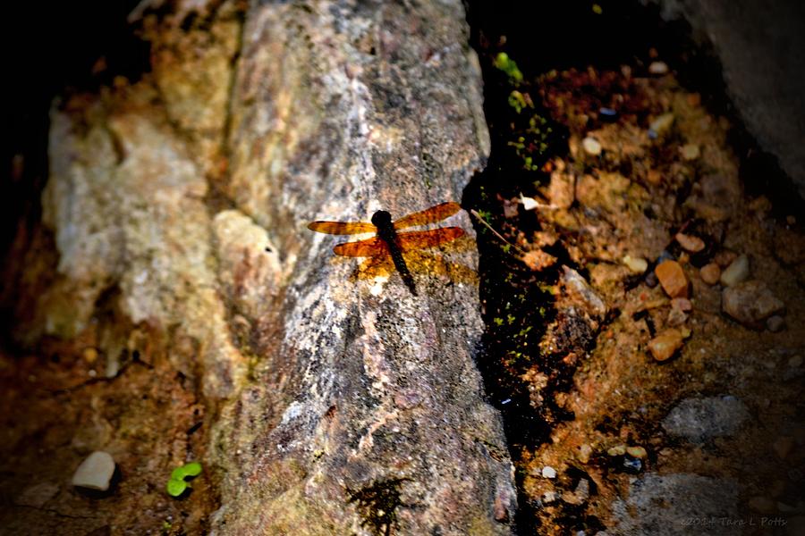 Brown Dragonfly Photograph by Tara Potts