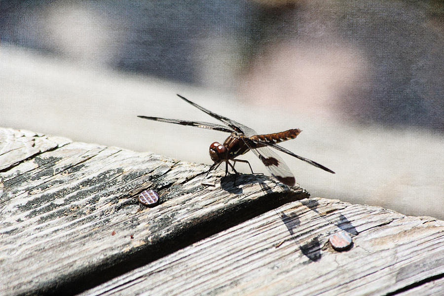 Brown Dragonfly Photograph by Trina  Ansel