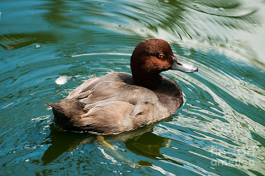 Brown Duck On Blue Photograph