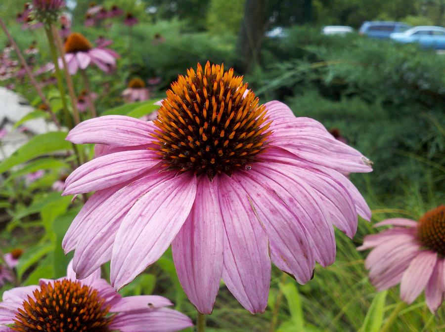 Brown Eye Susan Photograph by Donnie Benson | Fine Art America