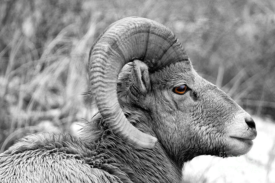 Brown Eyed Ram Photograph by Jim Garrison