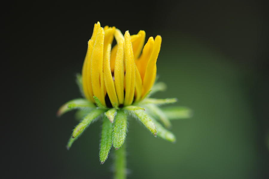 Brown Eyed Susan Bud Photograph by Amy Porter