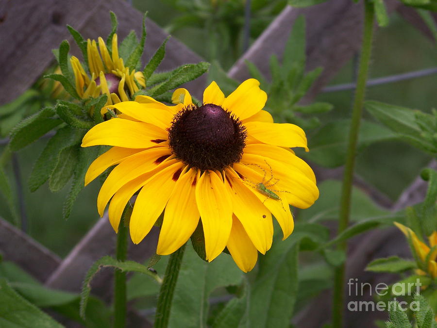 Summer Photograph - Brown Eyed Susan by Kevin Croitz