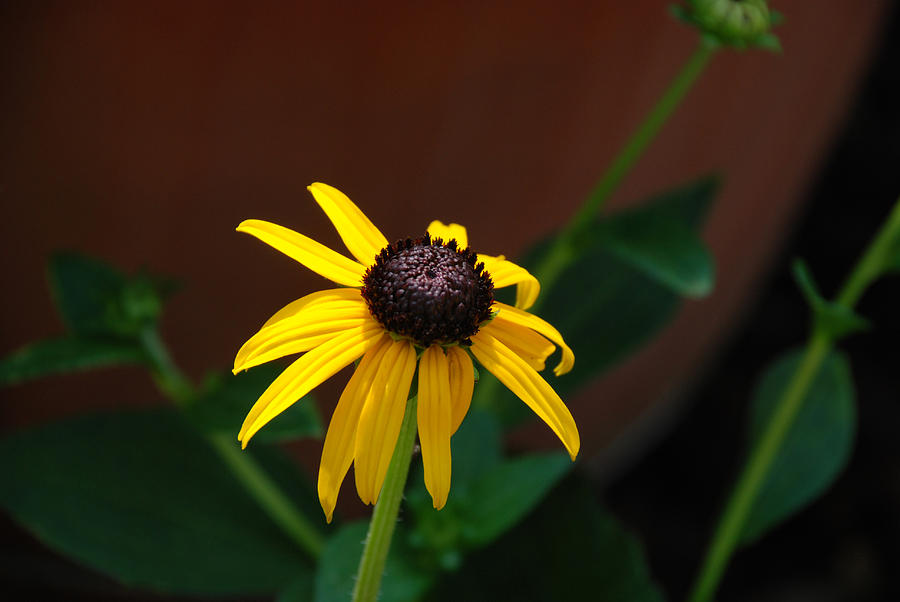 BROWN-EYED SUSAN No.2 Photograph by Janice Adomeit