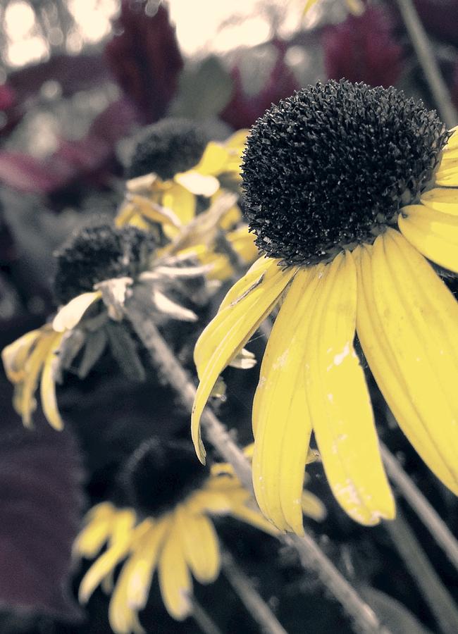 Brown eyed Susan Photograph by Photographic Arts And Design Studio