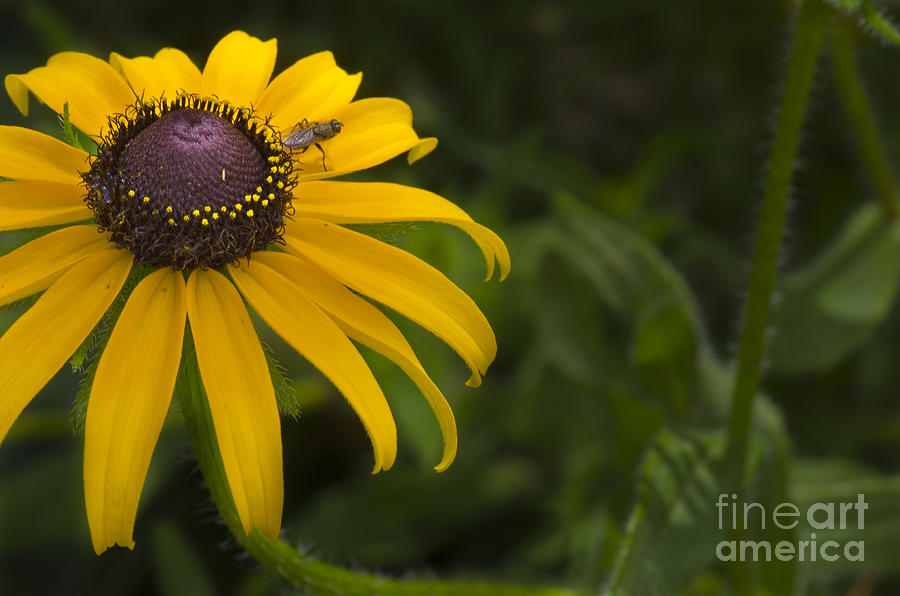 Flowers Still Life Photograph - Brown Eyed Susan with HItch Hiker by Fred Ziegler