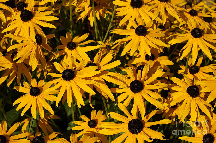 Brown Eyed Susans Photograph by John  Mitchell