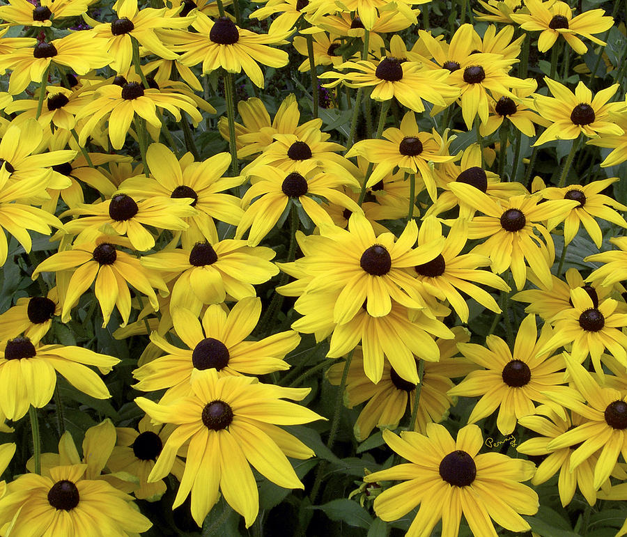 Brown Eyed Susans Photograph by Penny Lisowski