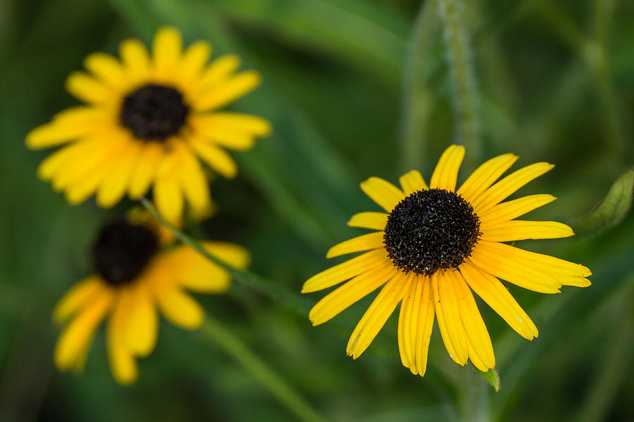 Brown eyed susans Photograph by Photographic Arts And Design Studio