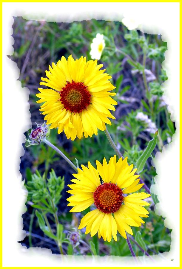 Nature Photograph - Brown- Eyed Susans by Will Borden