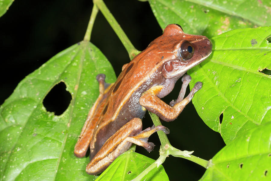 Jungle Photograph - Brown Eyed Treefrog by Dr Morley Read
