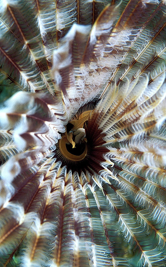 Brown Fanworm Photograph by Clay Coleman/science Photo Library