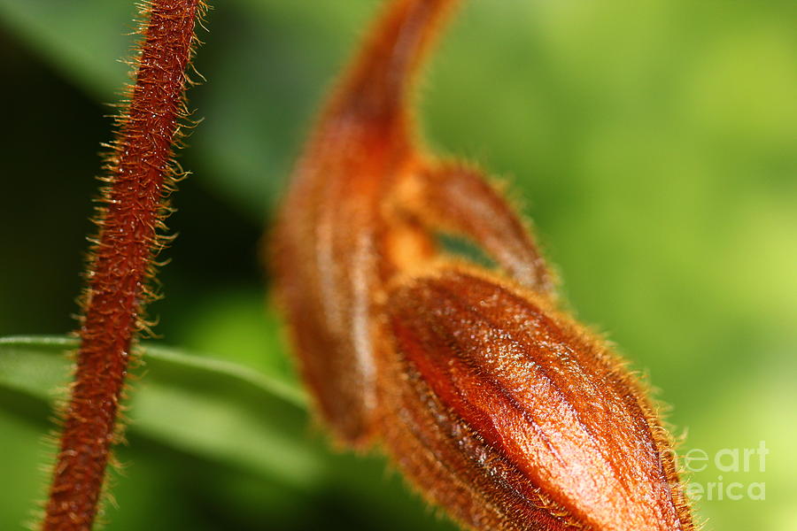 Brown Flower Bud Photograph by Amanda Mohler