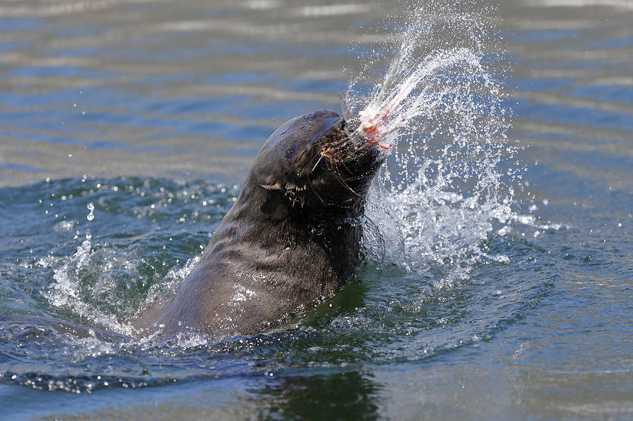 Fish Photograph - Brown Fur Seal throwing a fish head by Johan Swanepoel