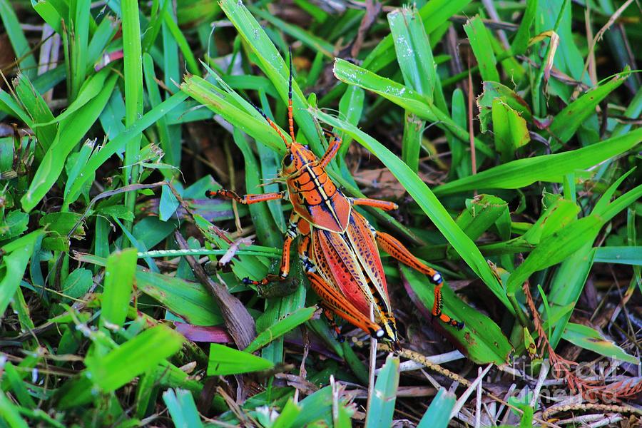 Brown Grasshopper Photograph
