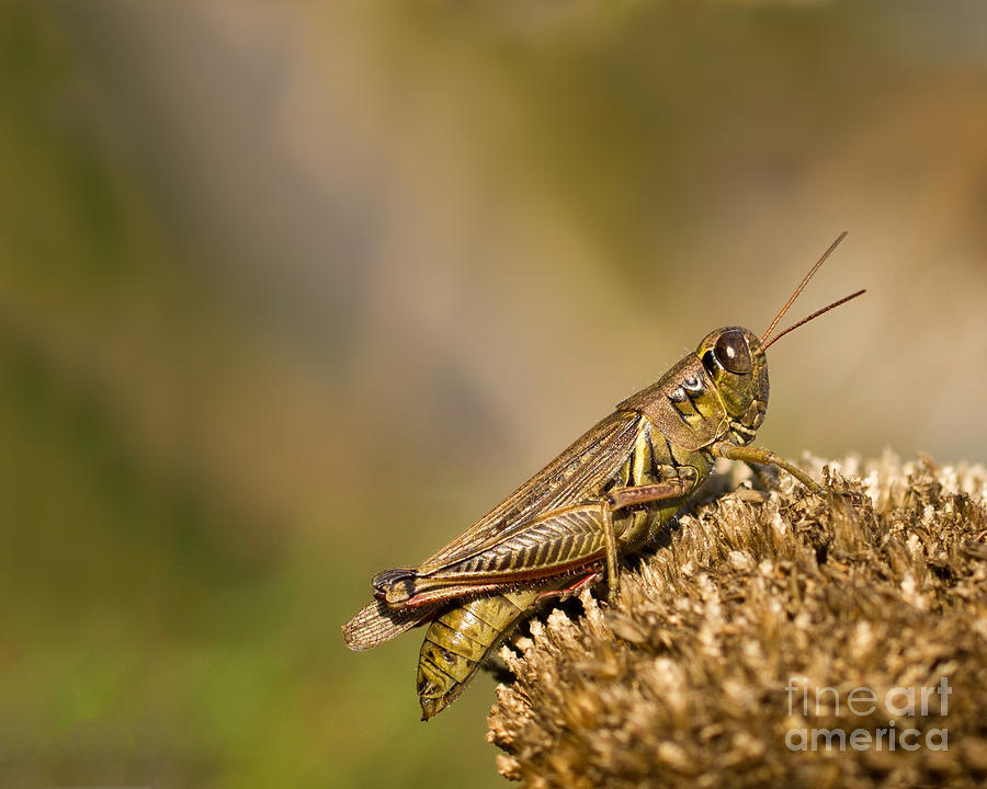 Brown grasshopper Photograph by Les Palenik