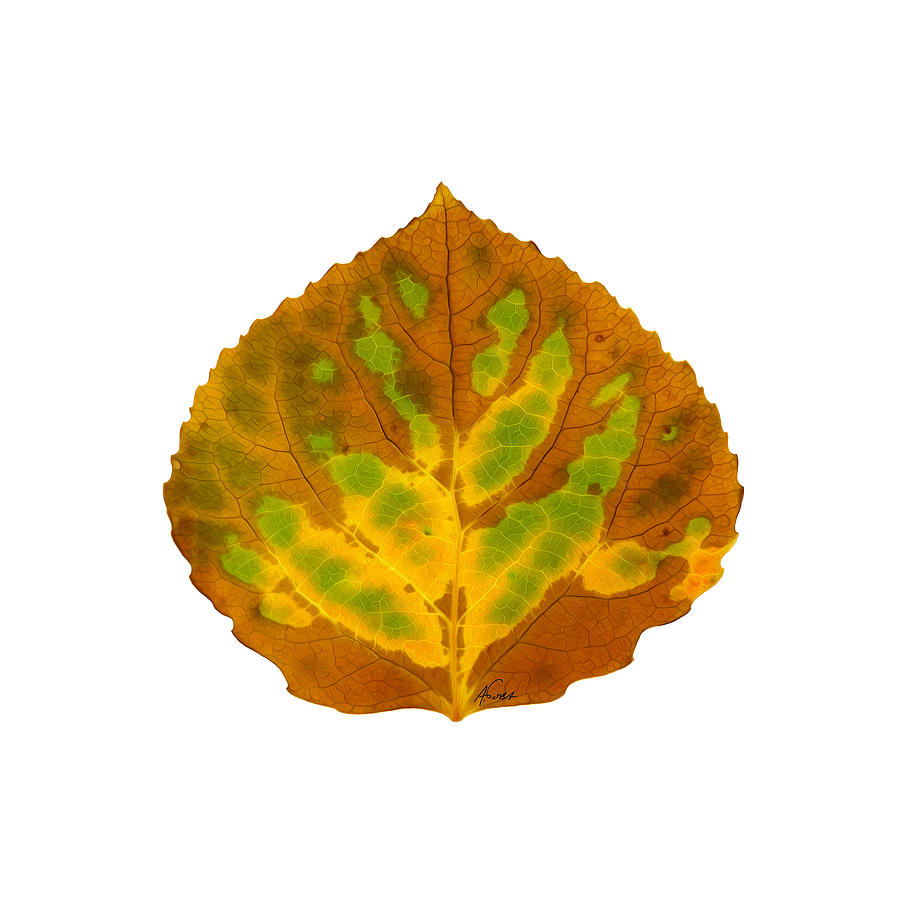 Nature Digital Art - Brown Green and Yellow Aspen Leaf 3 by Agustin Goba