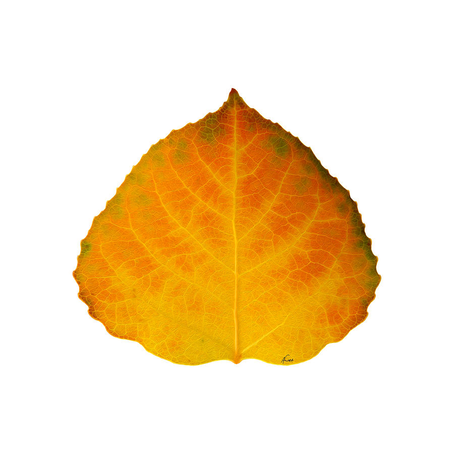 Aspen Leaf Digital Art - Brown Green Orange and Yellow Aspen Leaf 3 by Agustin Goba