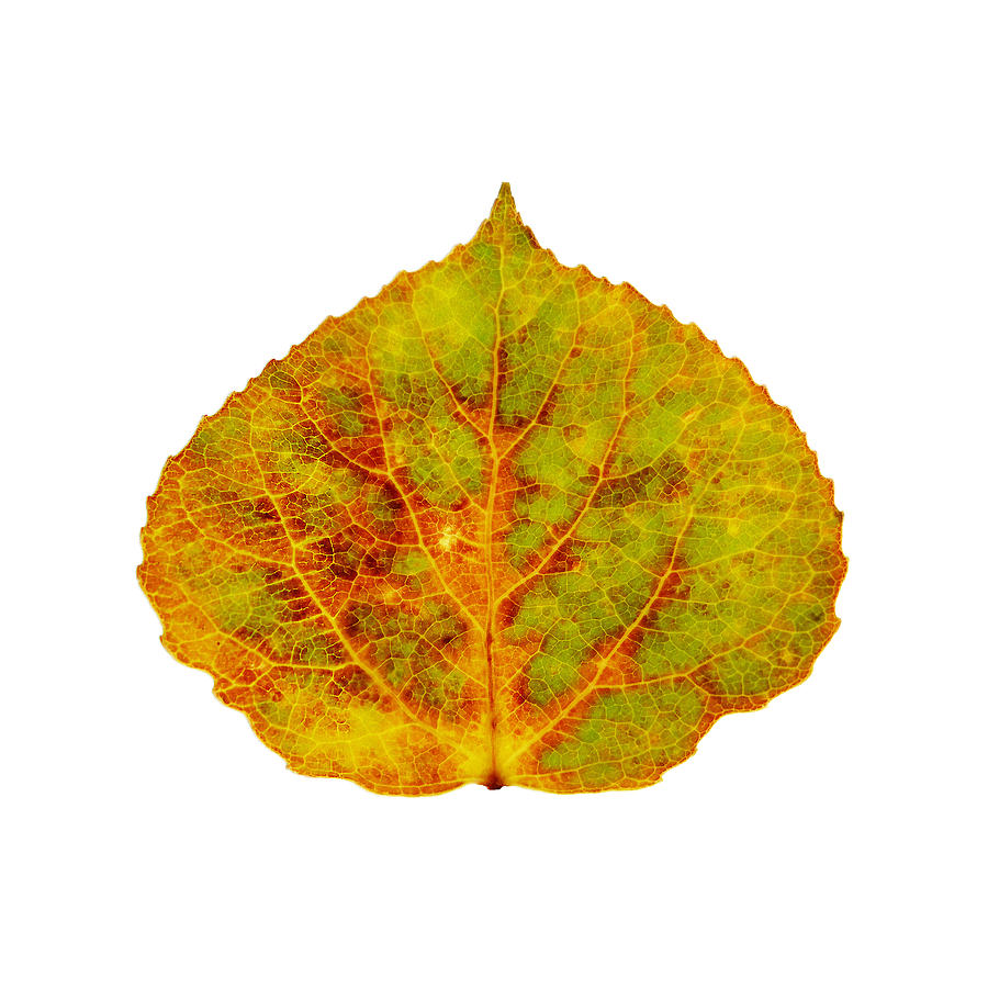 Brown Green Orange Red and Yellow Aspen Leaf 1 Digital Art by Agustin Goba