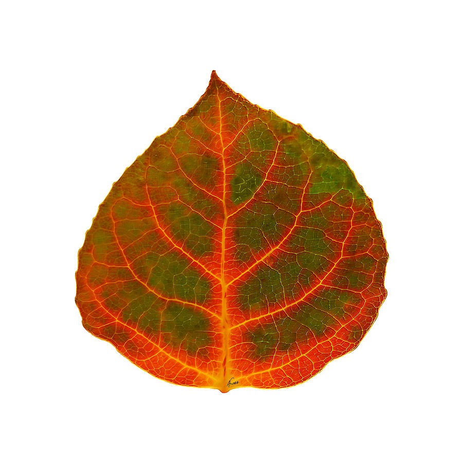 Brown Green Red and Yellow Aspen Leaf 2 Digital Art by Agustin Goba
