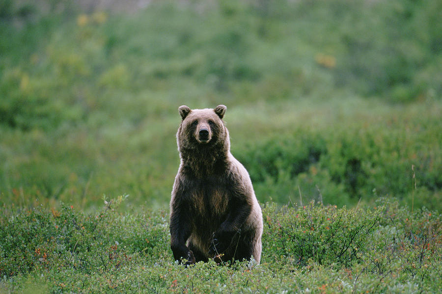 Brown Grizzly Bear In Denal National Photograph by Cary Anderson - Fine ...