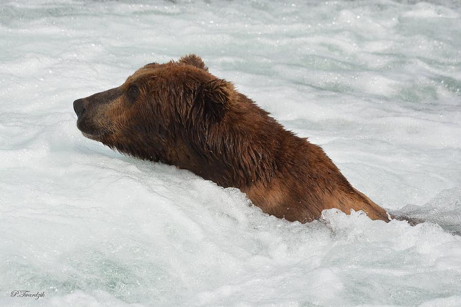 Bear Photograph - Brown Grizzly Bear Swimming  by Patricia Twardzik