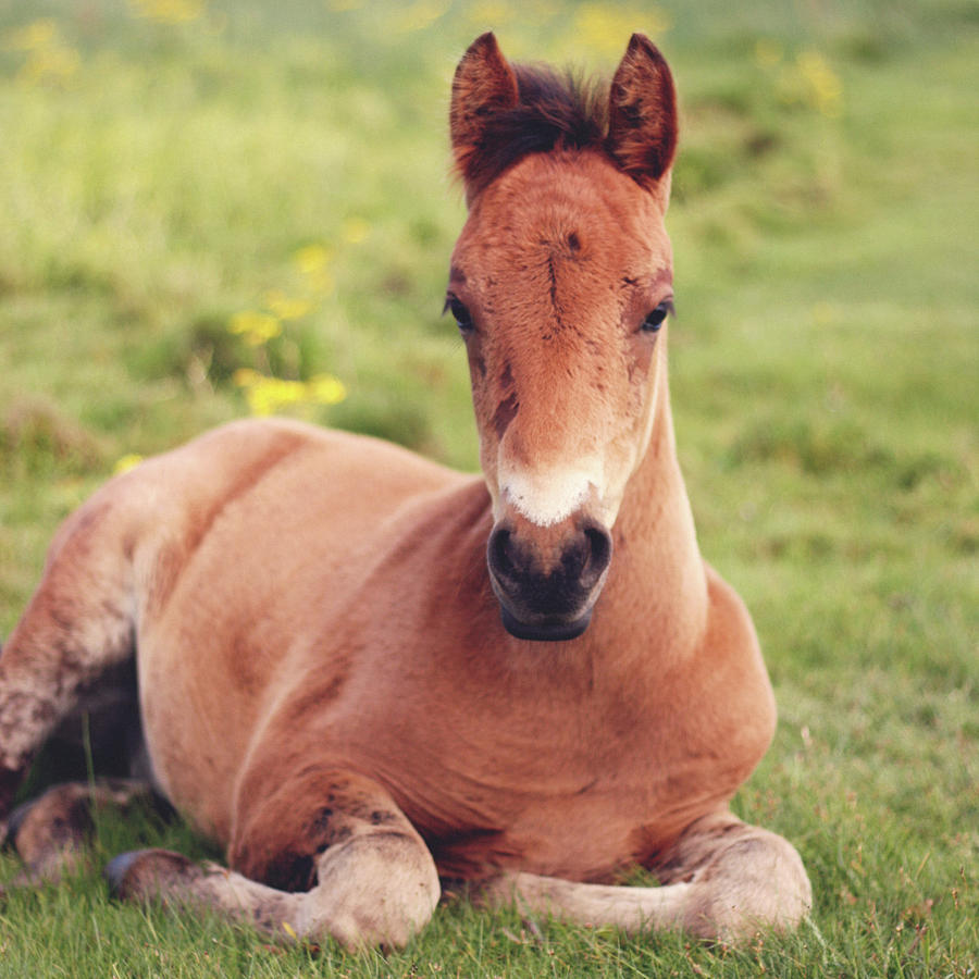 Brown Haired Foal Photograph by Michael Sullivan
