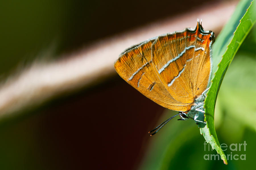 Butterfly Photograph - Brown Hairstreak by Torbjorn Swenelius