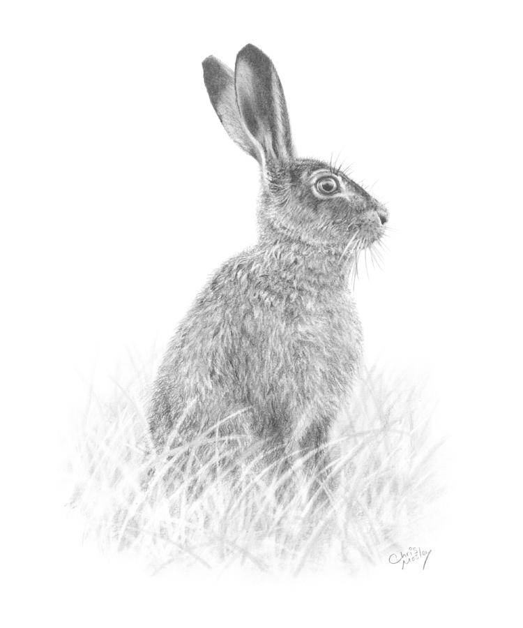 Brown Hare Drawing by Chris Mosley | Fine Art America