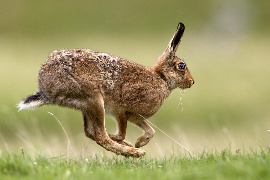 Brown Hare Photograph by Chris Upson