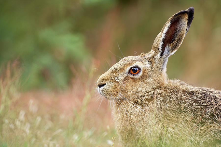 Brown Hare Photograph by Markbridger