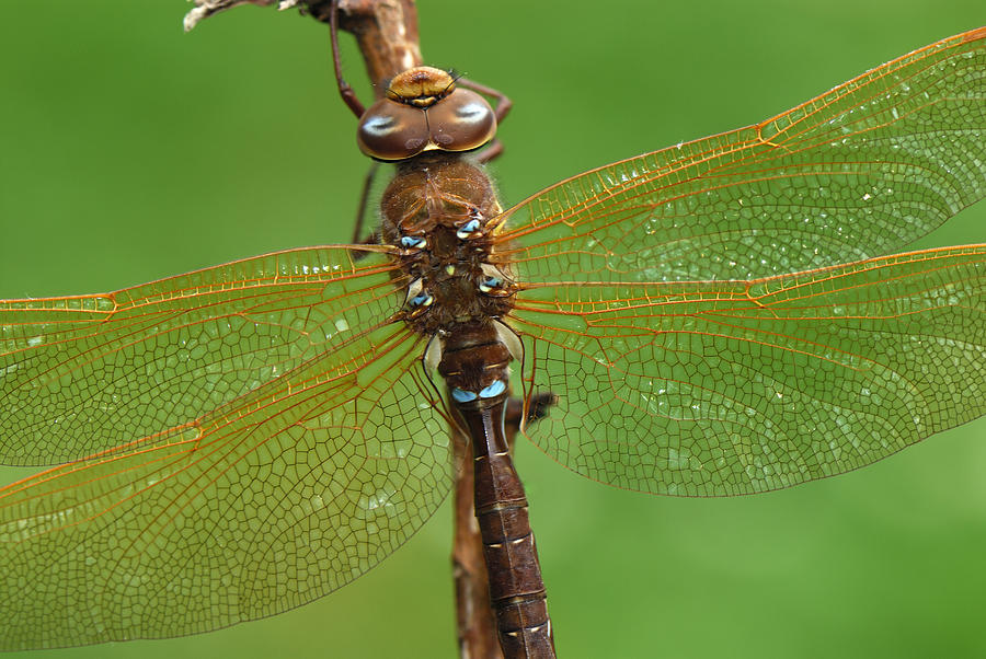 Brown Hawker Dragonfly Switzerland Photograph by Thomas Marent