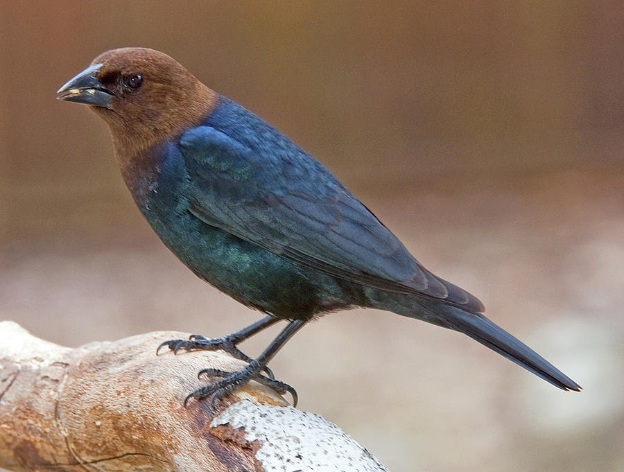 Brown Headed Cowbird by A Gurmankin