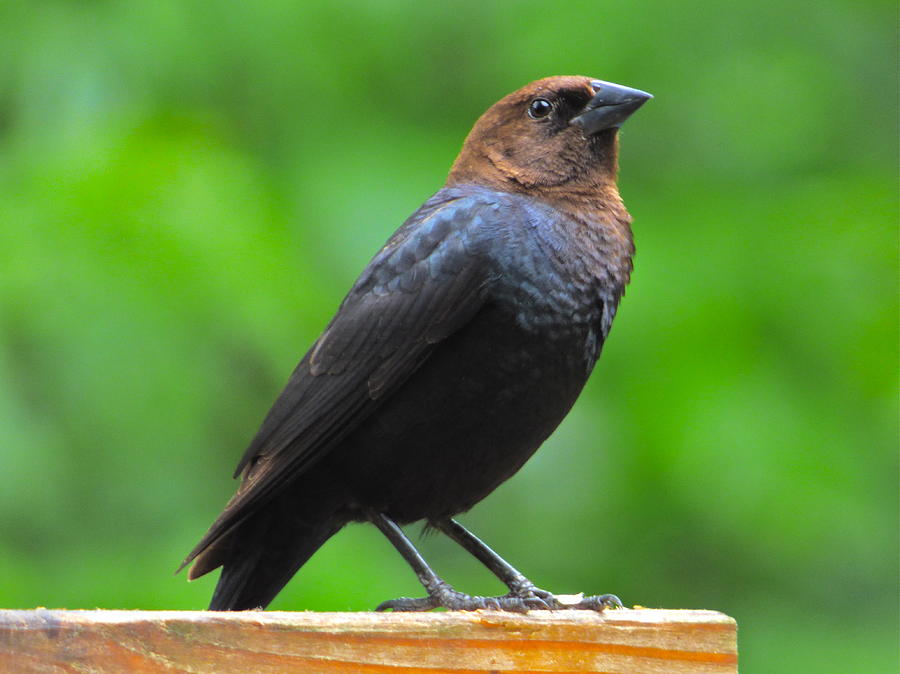 Brown-headed Cowbird Photograph by Jean Wright