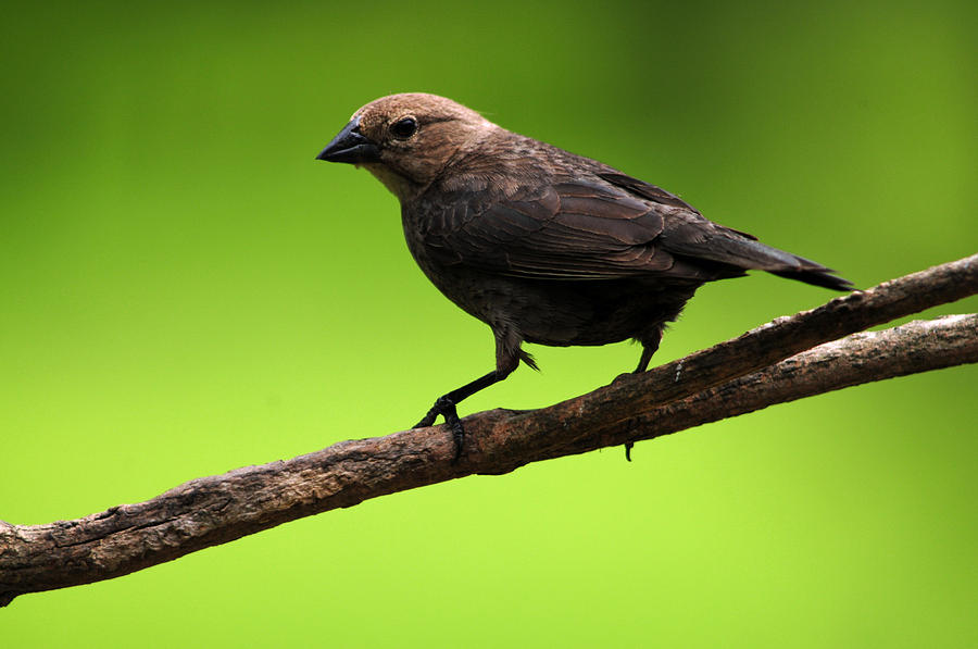 Brown-headed Cowbird Photograph by Mike Martin
