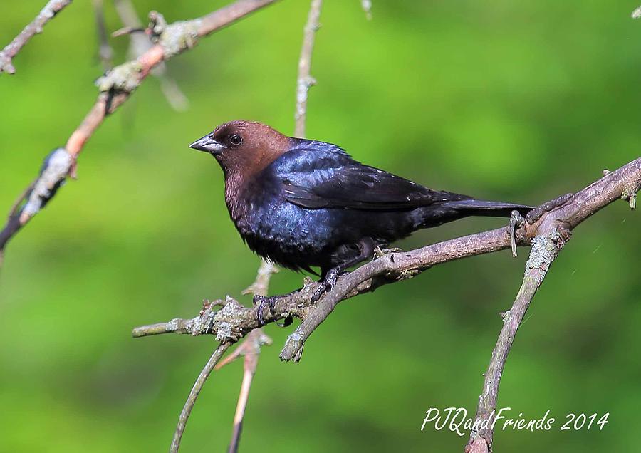 Brown-headed Cowbird Photograph by PJQandFriends Photography
