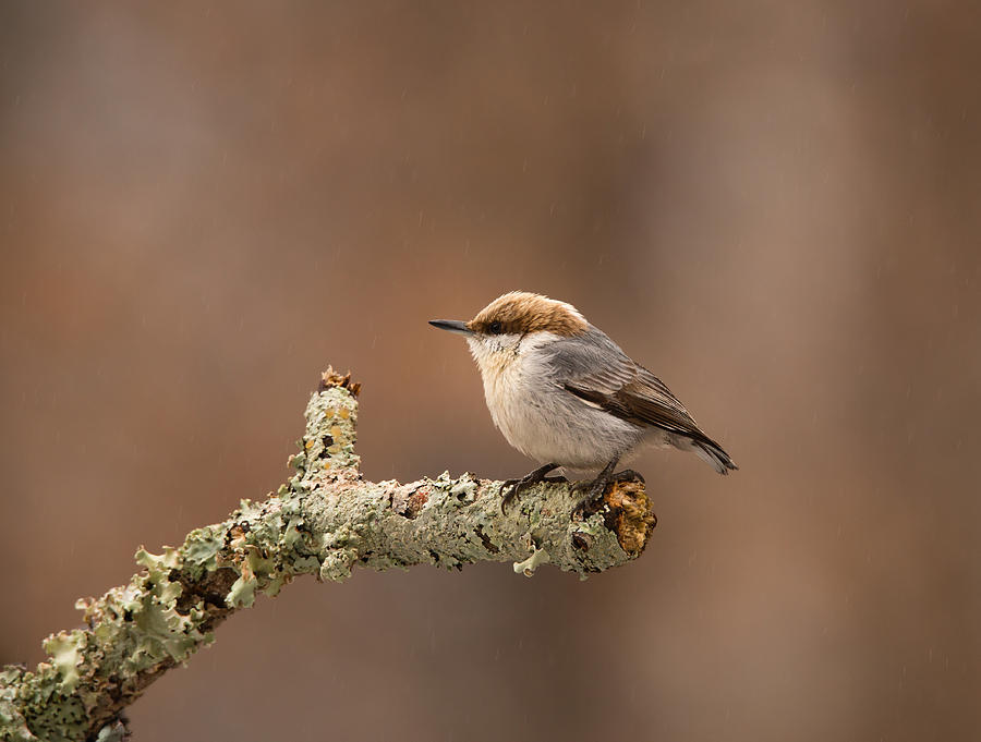 Brown-headed Nuthatch - Sitta pusilla Photograph by Christy Cox