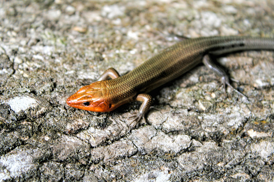 Brown Headed Skink Photograph by Richard Lynch