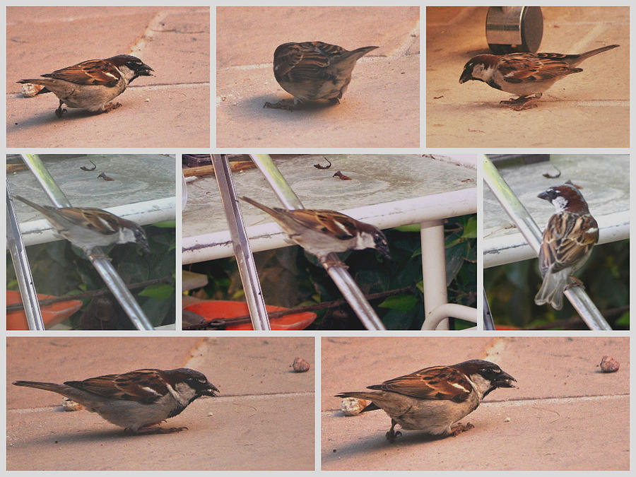 Brown Headed Sparrow Photograph by Jay Milo