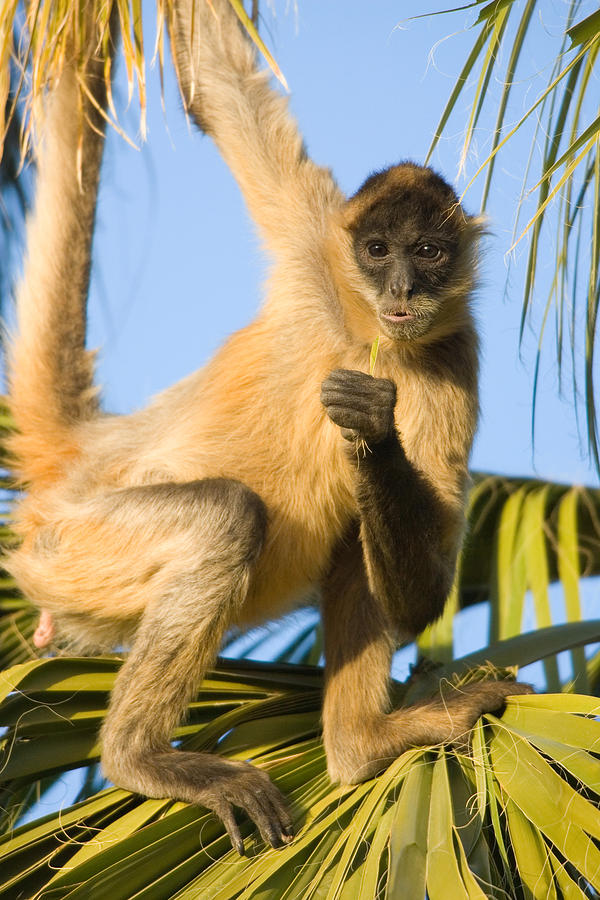 Brown-headed Spider Monkey Photograph by Craig K. Lorenz - Pixels