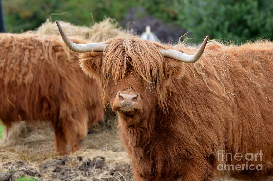 Brown Highland Cow Photograph by DejaVu Designs
