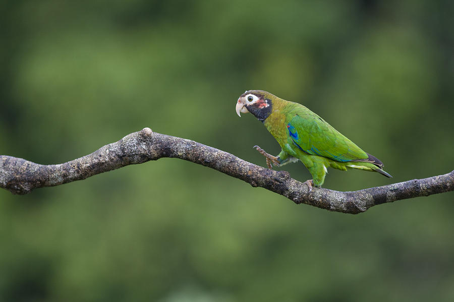 Brown-hooded Parrot Costa Rica Photograph by Suzi  Eszterhas