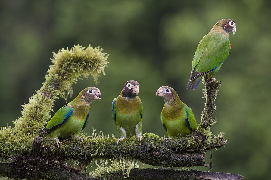 Brown-hooded Parrots Costa Rica Photograph by Suzi  Eszterhas