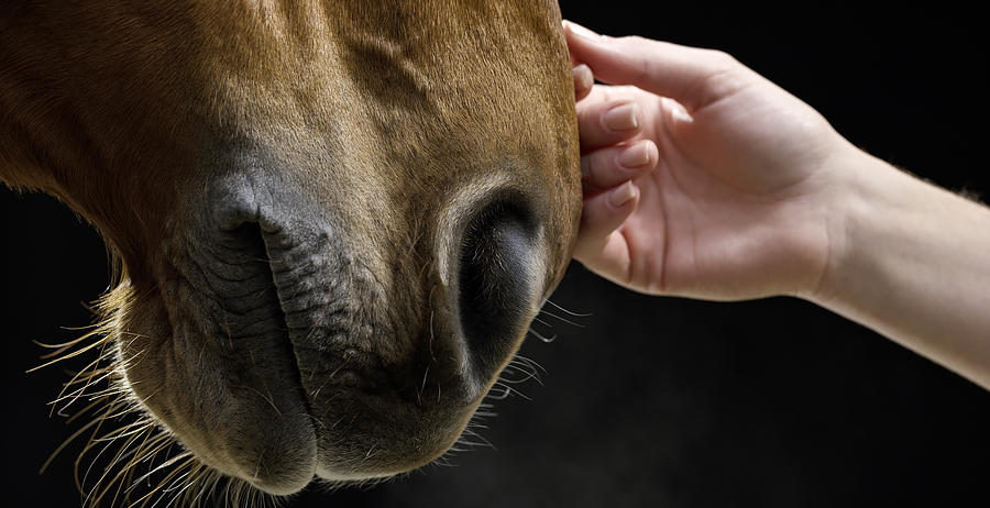 Brown horse being caressed by female hand Photograph by Simonkr