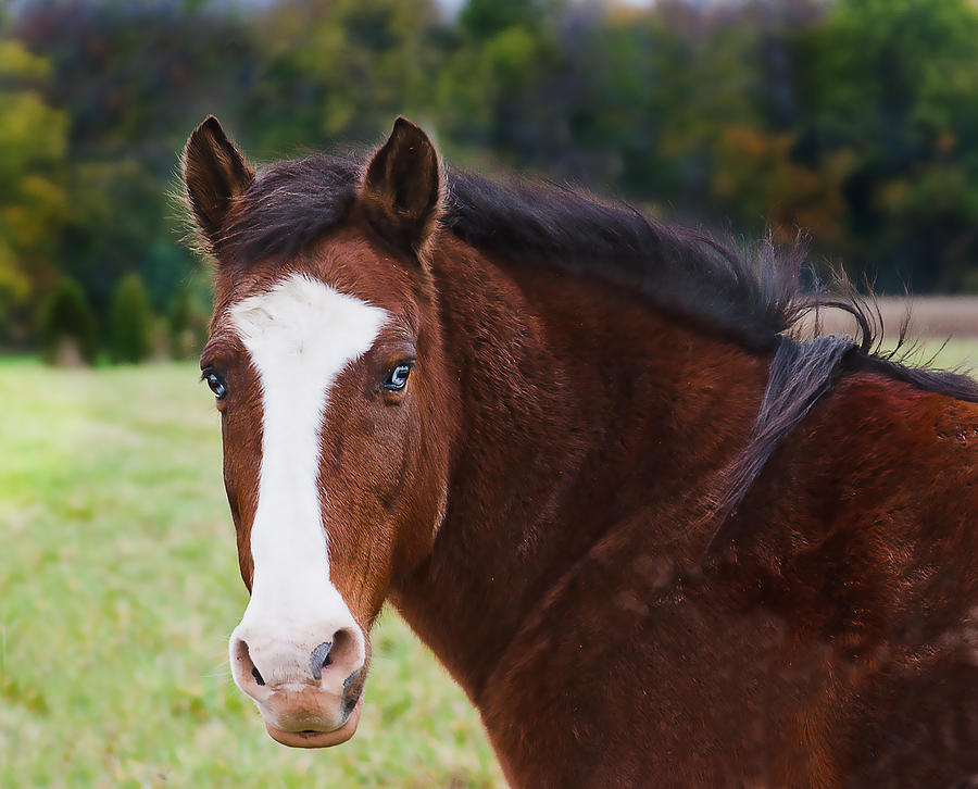 Brown Horse-Blue Eyes Photograph by Virginia Folkman