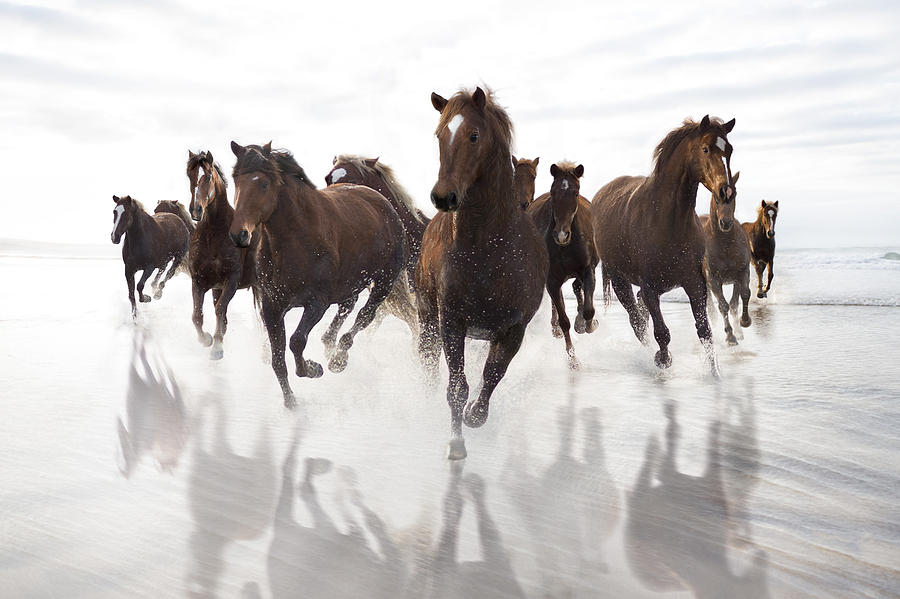 Brown Horses running on a beach Photograph by Westend61