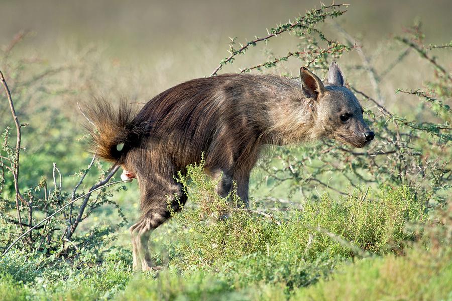 Brown Hyena Scent Marking Its Territory Photograph by Tony Camacho