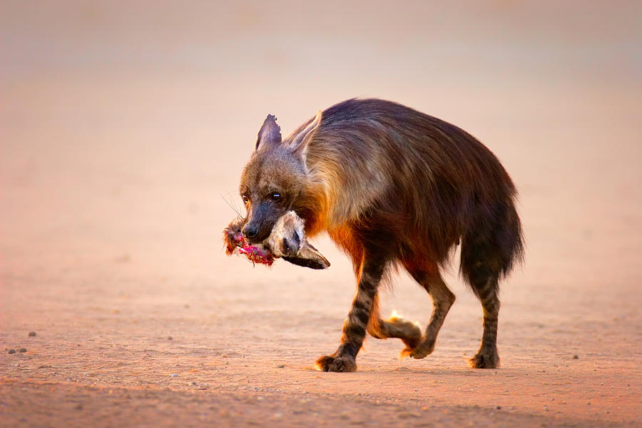 Brown hyena with bat-eared fox in jaws Photograph by Johan Swanepoel