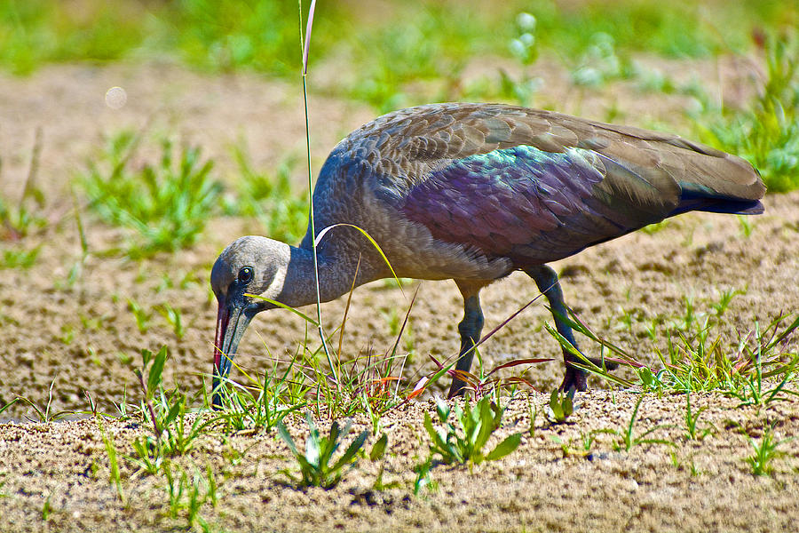 Ibis Photograph - Brown Ibis in Kruger National Park-South Africa by Ruth Hager