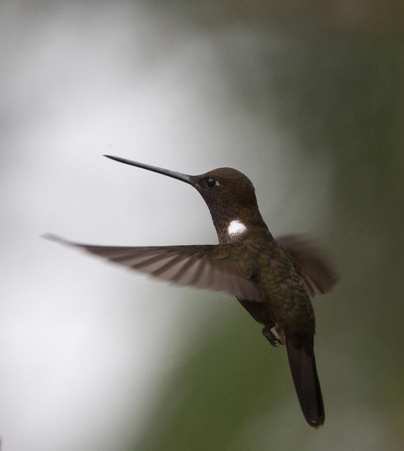 Brown Inca hummingbird Photograph by Tony Mills